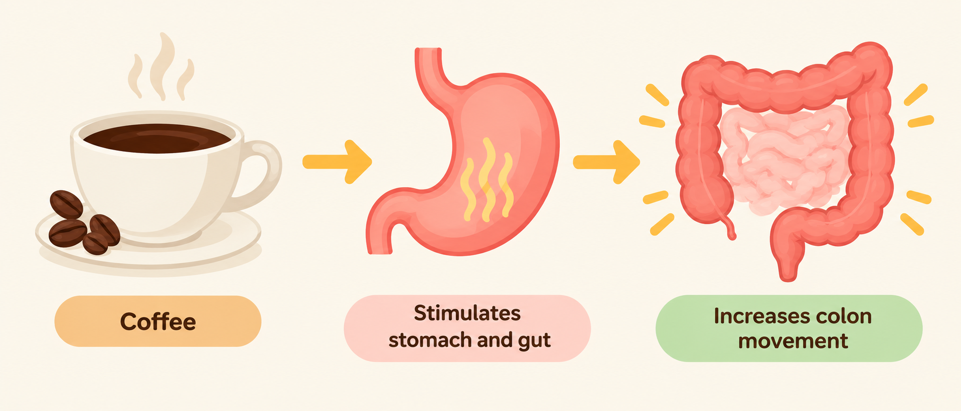 Coffee Stimulates Gut Movement Infographic showing stomach and colon stimulation